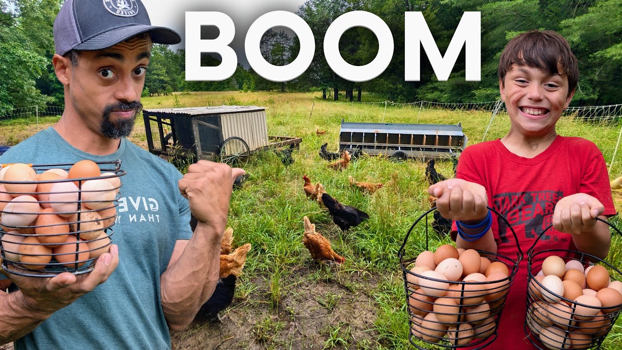 We’re Getting WAY More Eggs! Why I Built This Rolling Nesting Box for Our Chickens