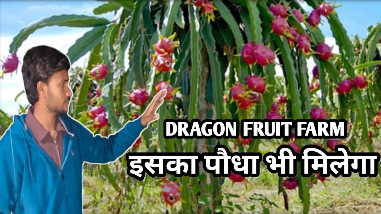 How TO GROW DRAGON FRUIT  | DRAGON FRUIT PLANTATION | DRAGON FRUIT FARMING | DRAGON FRUIT PLANTS |