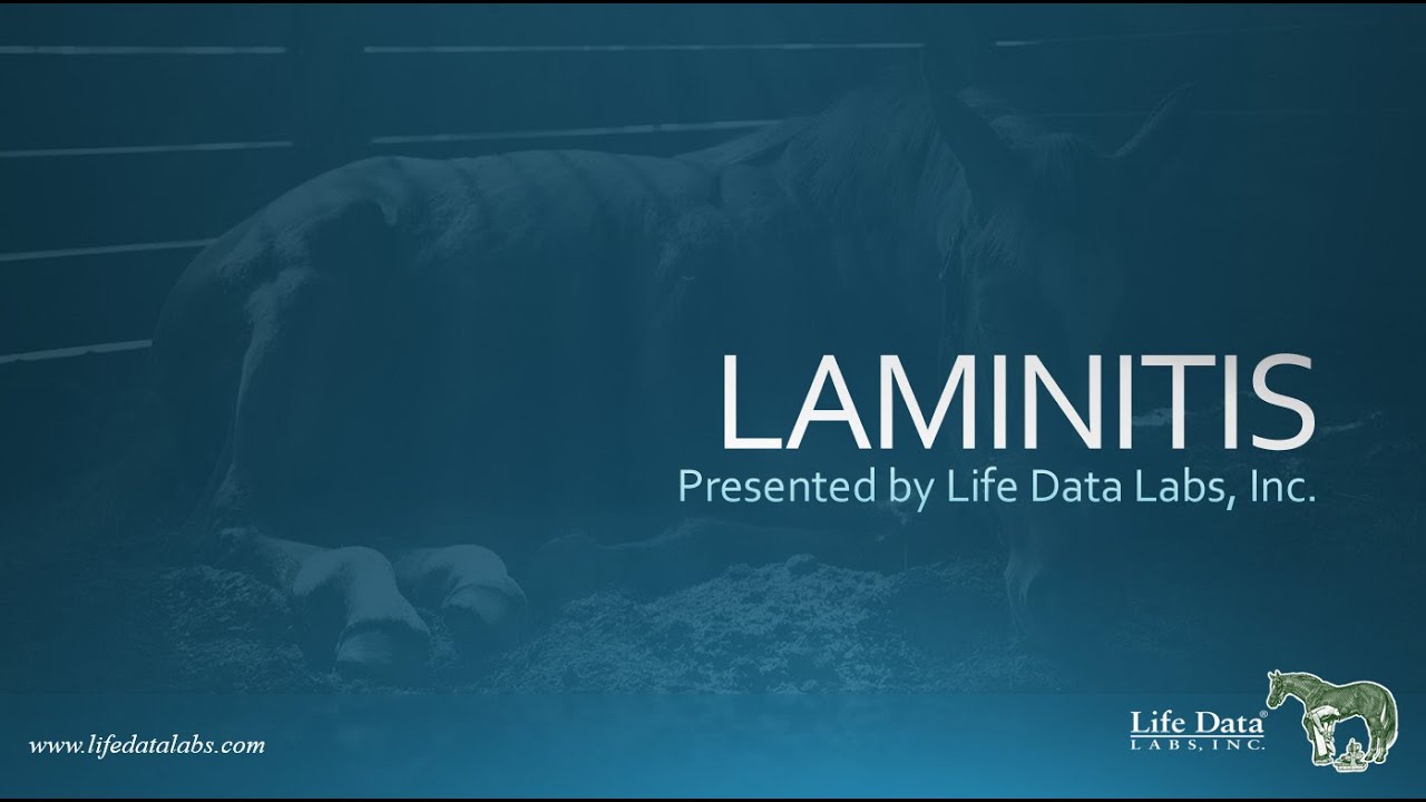 Equine Laminitis Webinar