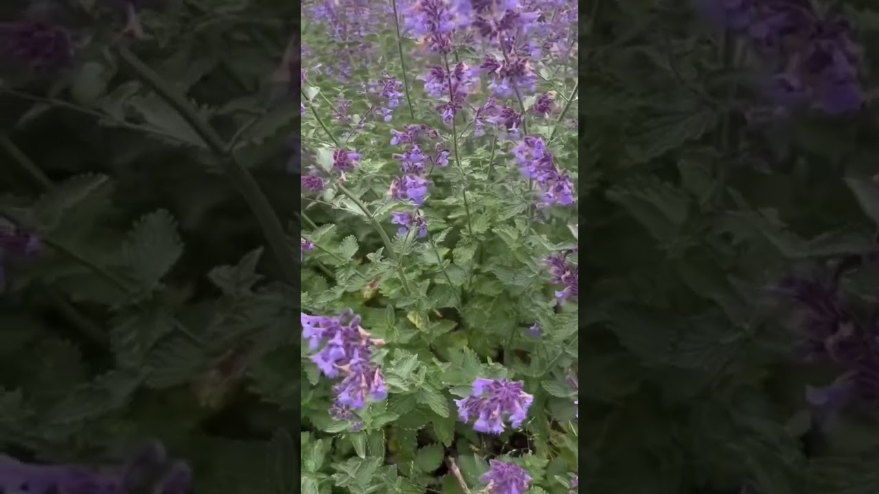 beautiful lavender 