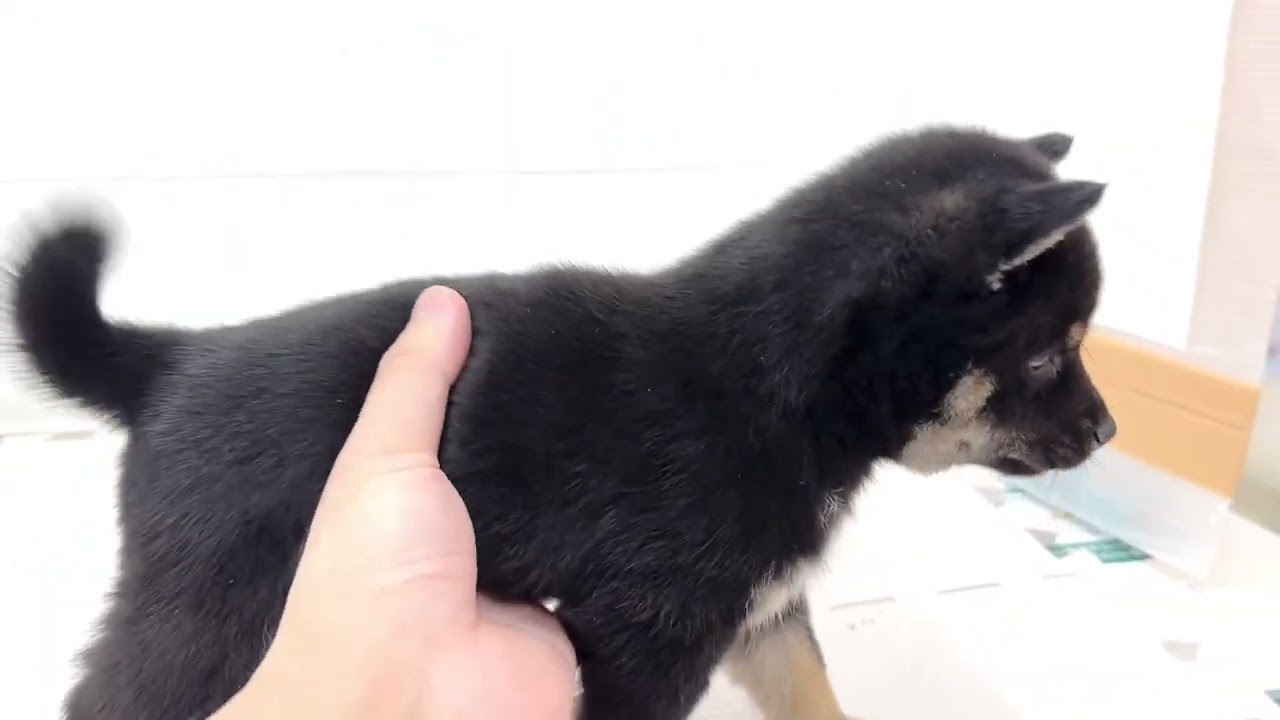 【12/21撮影】コロっとした体型とマロ眉が特徴！真っ黒のかっこいい豆柴くん！