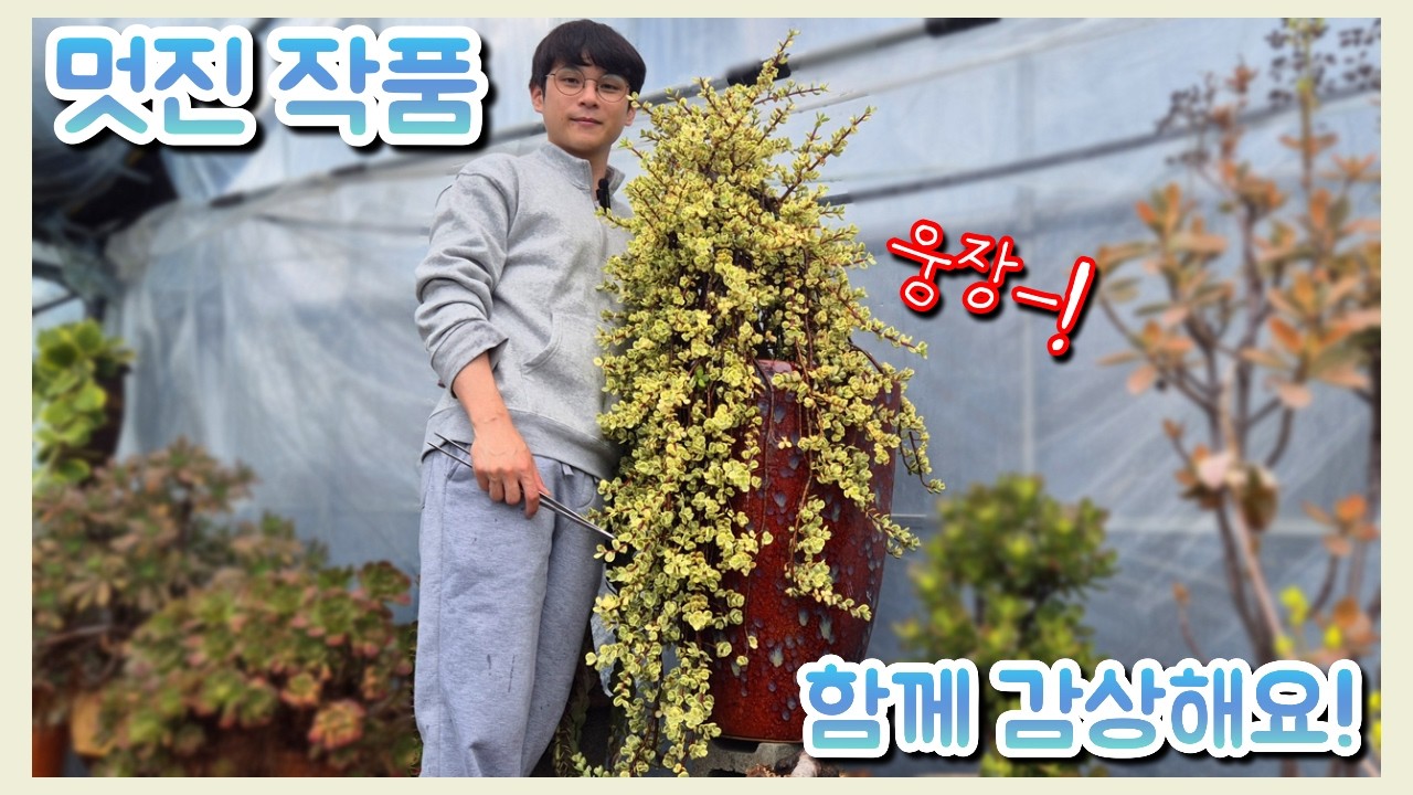입이 떡 벌어지는 사이즈의 아악무와 이쁜 다육식물 3종 소개! (부용, 장미허브,골드미인)