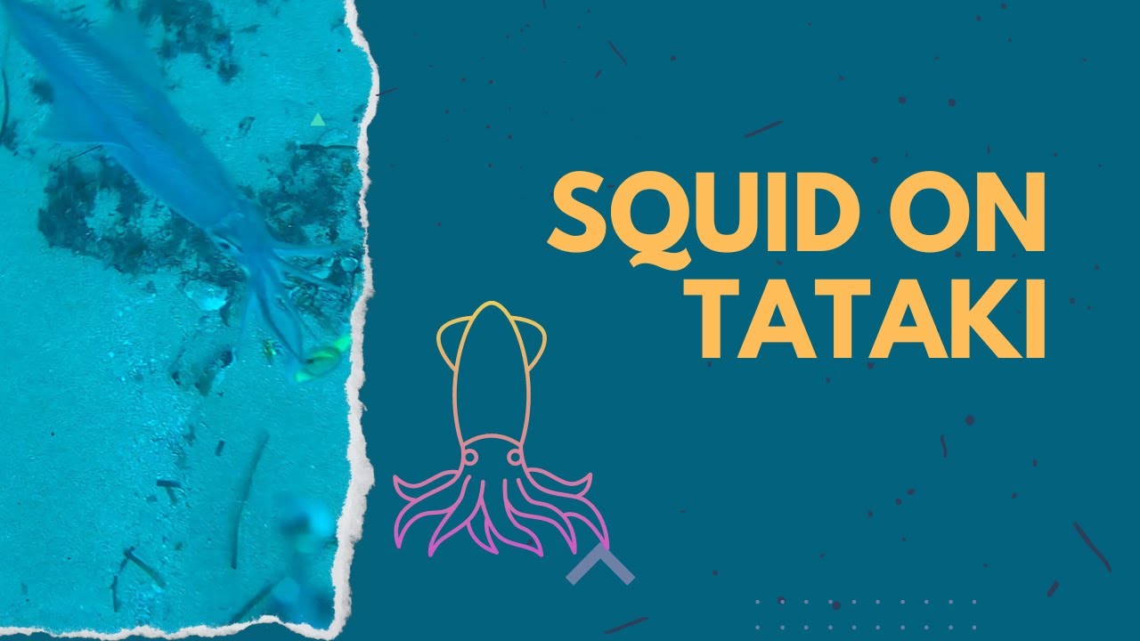 Calamari di giorno a Tataki