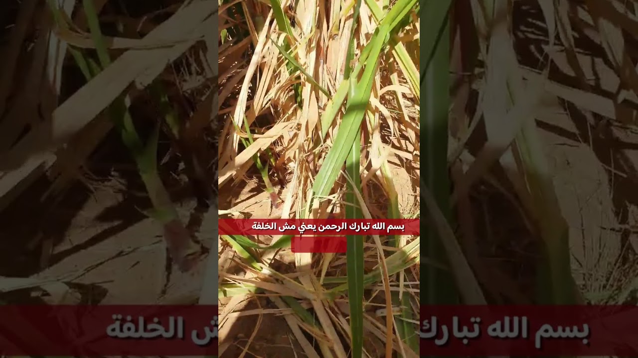 موسم حصاد ٢٠٢٥ / ٢٠٢٦ رأي احد عمال شده الكسر من اهل الاقصر