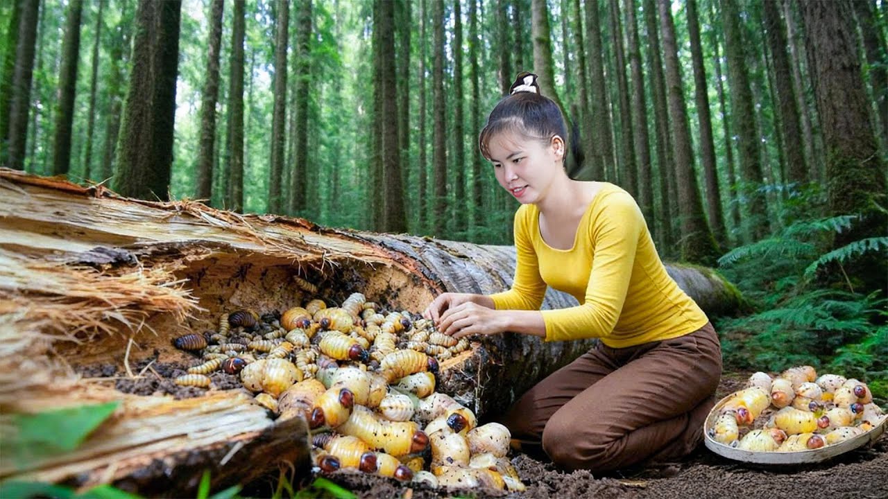 Harvesting Dozens of GIANT Palm Weevils in Rotten Palm Trunks | Bushcraft Farm