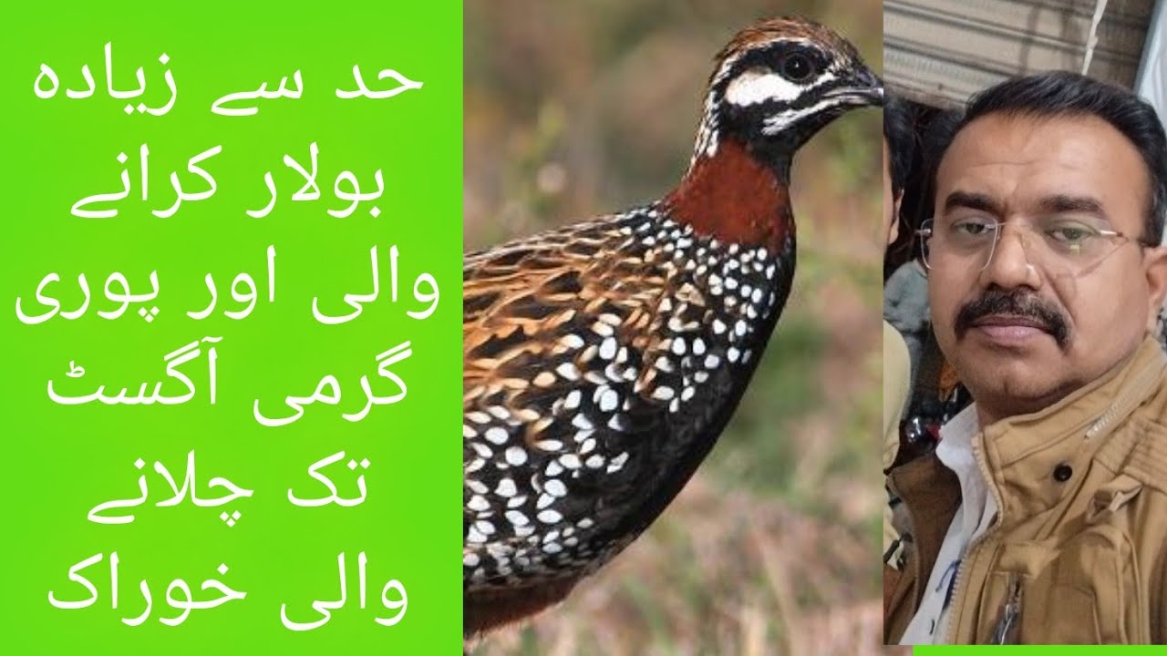 Garmi ki Taza khoraak گرمی کی تازا خوراک 