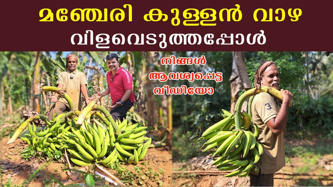 മ‍ഞ്ചേരിക്കുള്ളൻ വാഴ വിളവെടുത്തപ്പോൾ നിങ്ങൾ ആവശ്യപ്പെട്ട വീഡിയോ | manjeri kullan banana