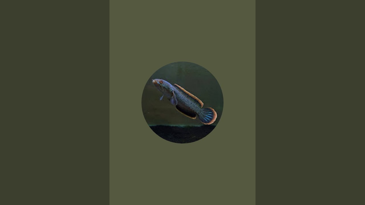 LIVE MANCING??