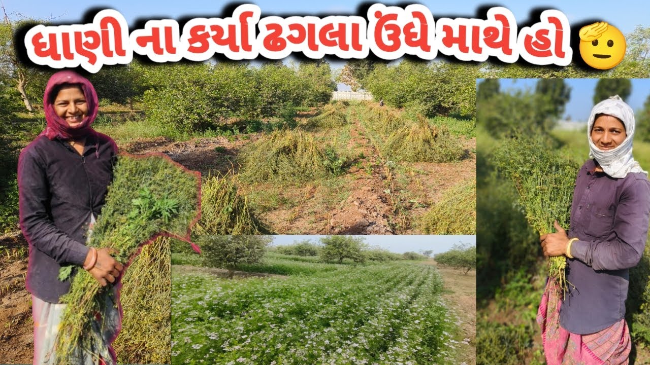 ધણી વાઢવાનો છેલ્લો દિવસ l ધાણી માં બાપા એ કરી ઘાણી 🤔