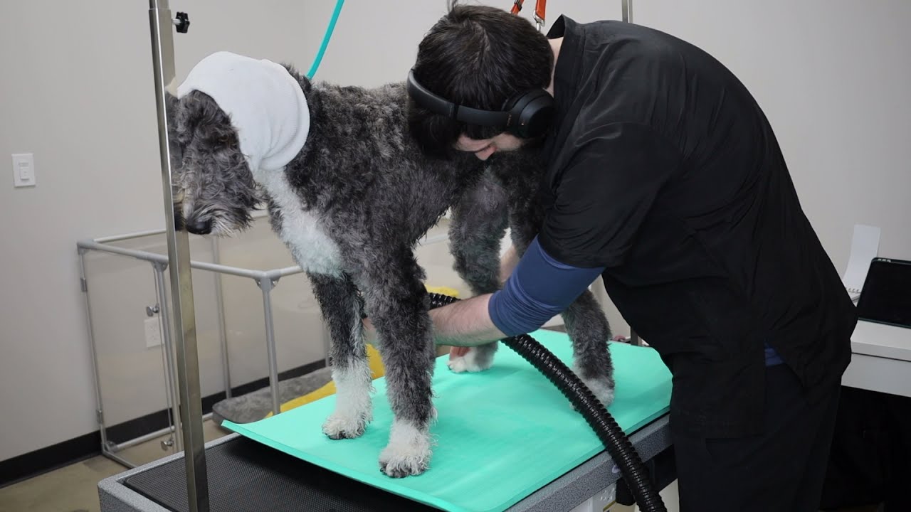 Sheepadoodle Bath & Tidy &ldquo;mini groom&rdquo; ASMR | Gentle & Compassionate Pet Grooming in Atlanta