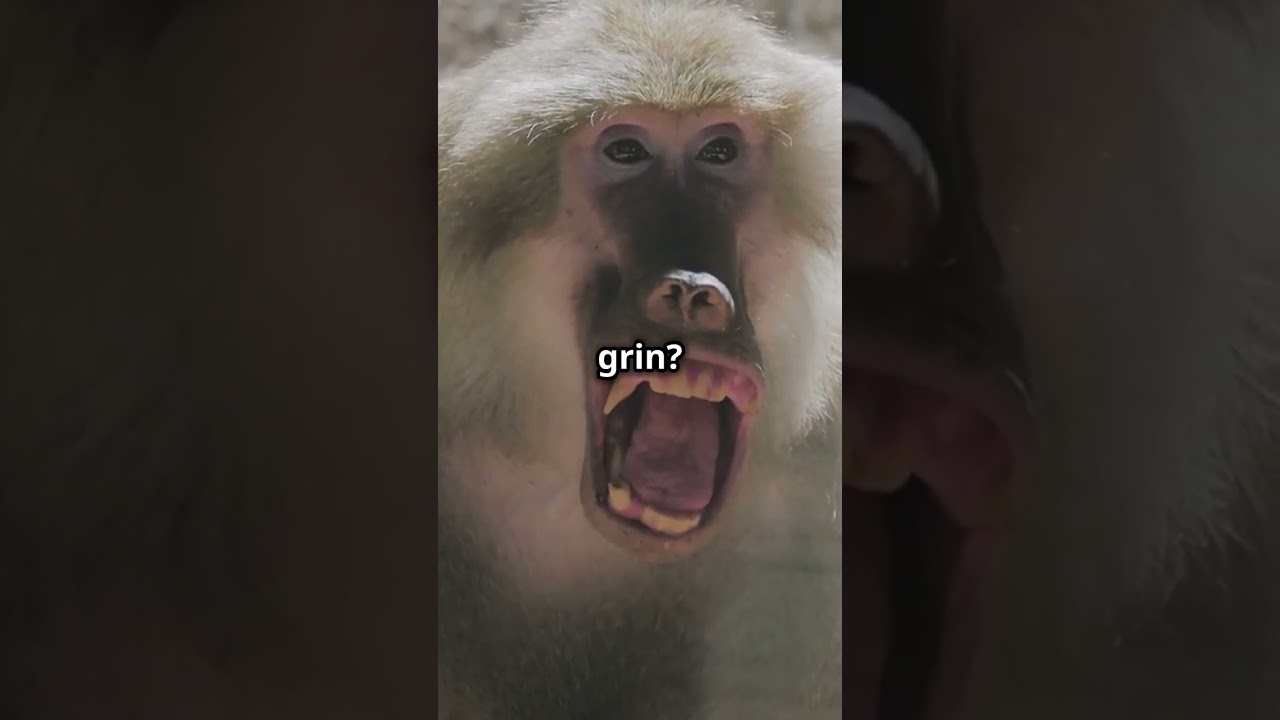 Discover the Guinea Baboon!