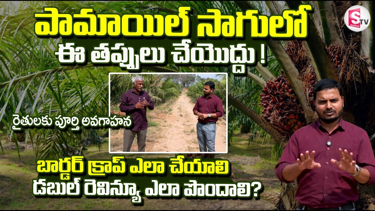 పామాయిల్ సాగులో ఈ తప్పులు చేయొద్దు | 🌴Farmer's Expert About  Palm Oil Cultivation | SumanTV Sai​