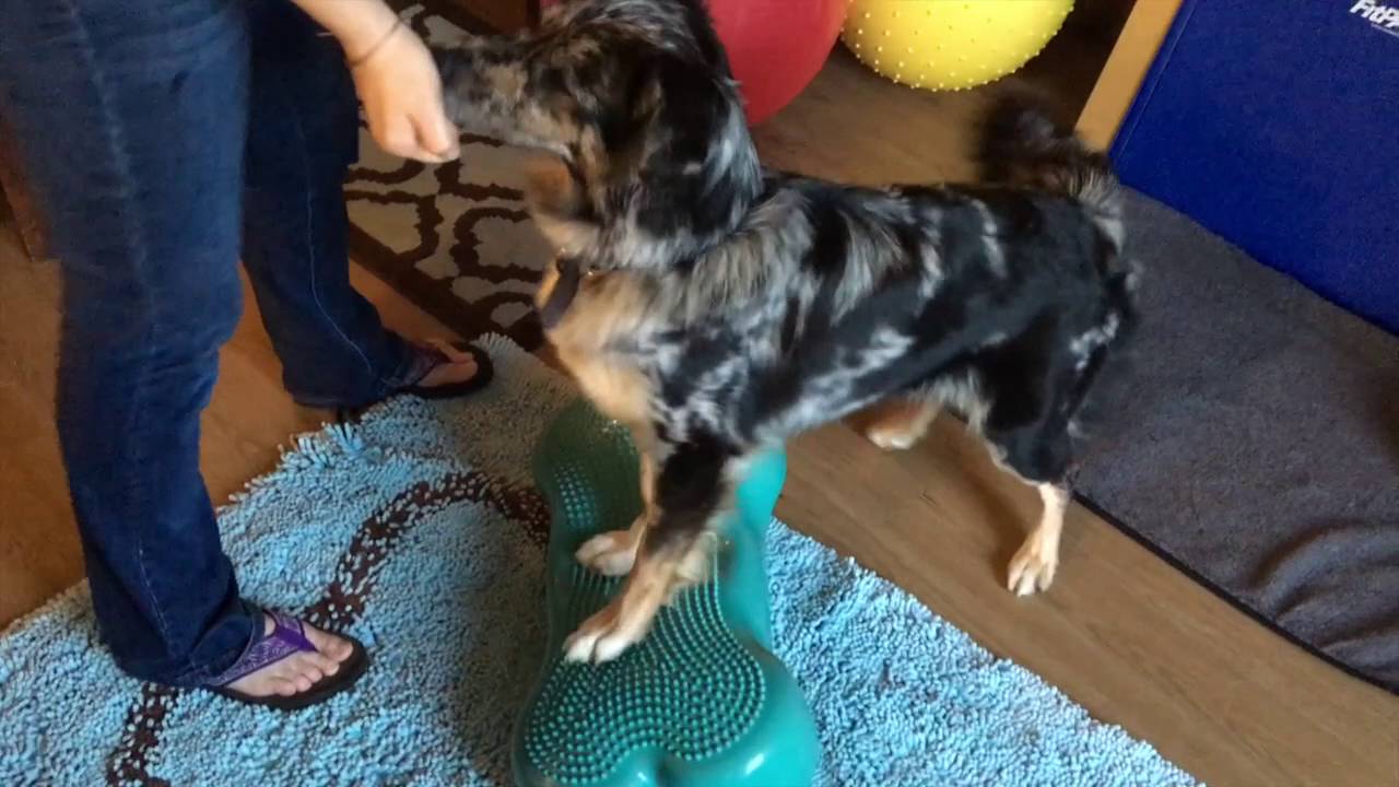 FitPAWS&reg; Conditioning Challenge #2