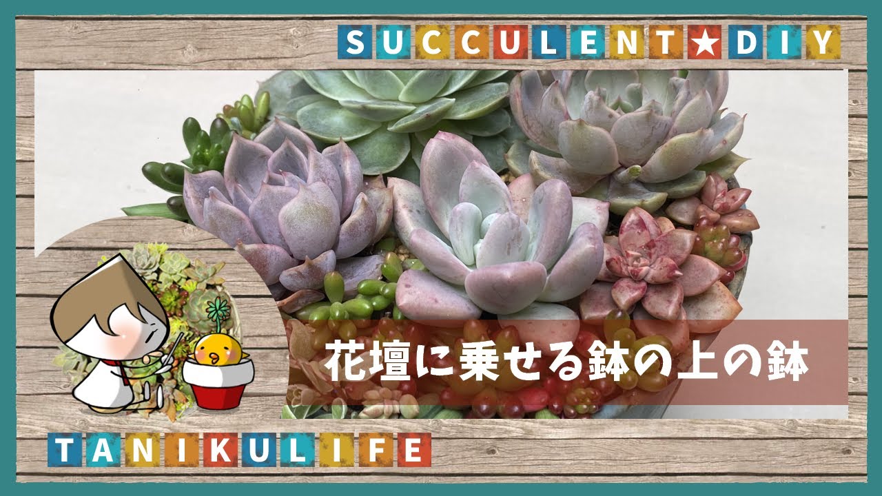 【多肉植物】花壇に載せる鉢の上の鉢作りなん —裏花壇そのに—【succulent】