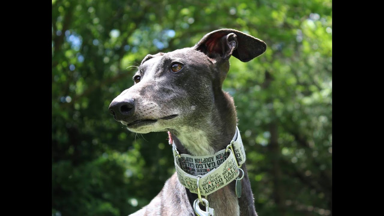 Unbreaking the Galgo - Helping the Castoff Dogs of Spain