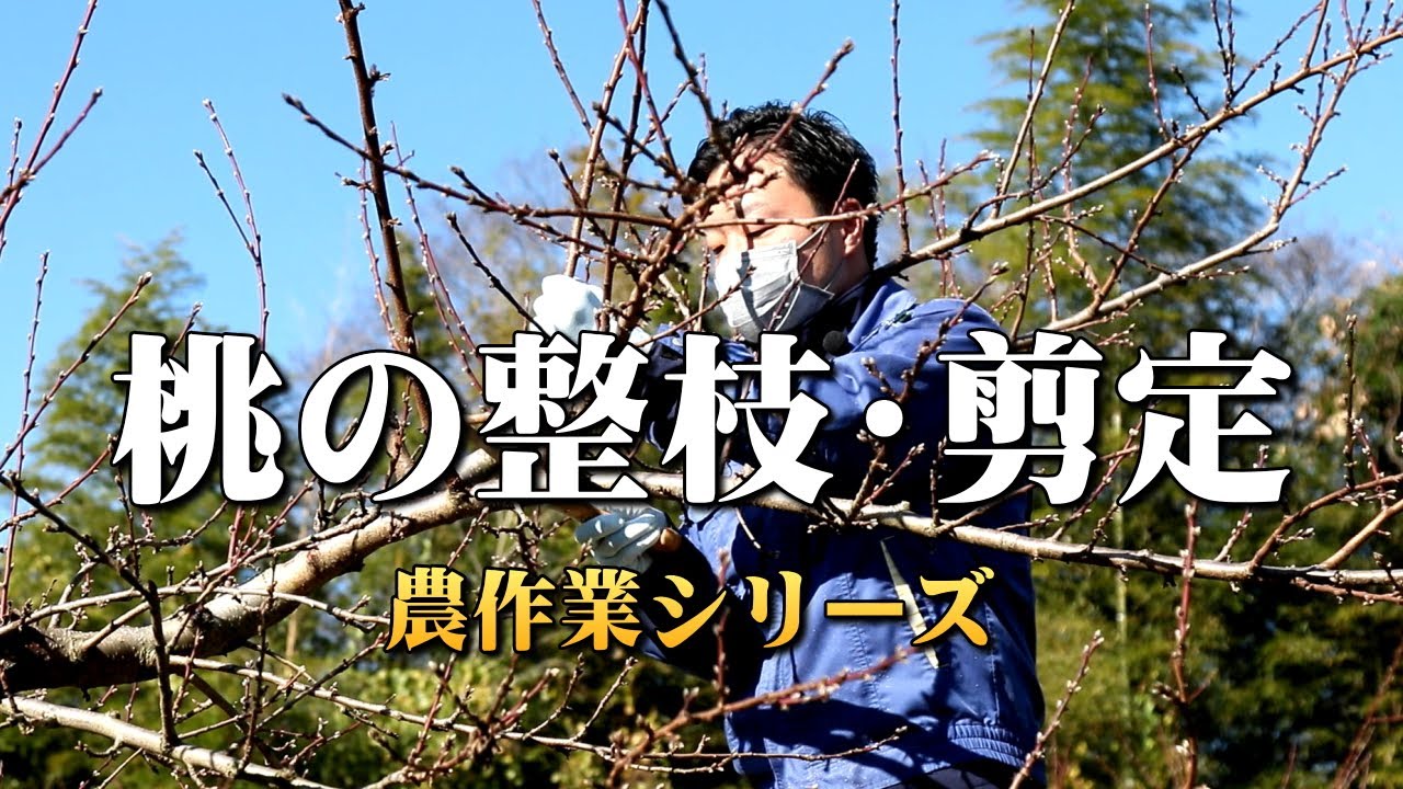モモの剪定【桃の整枝・剪定】（落葉果樹農作業シリーズ）