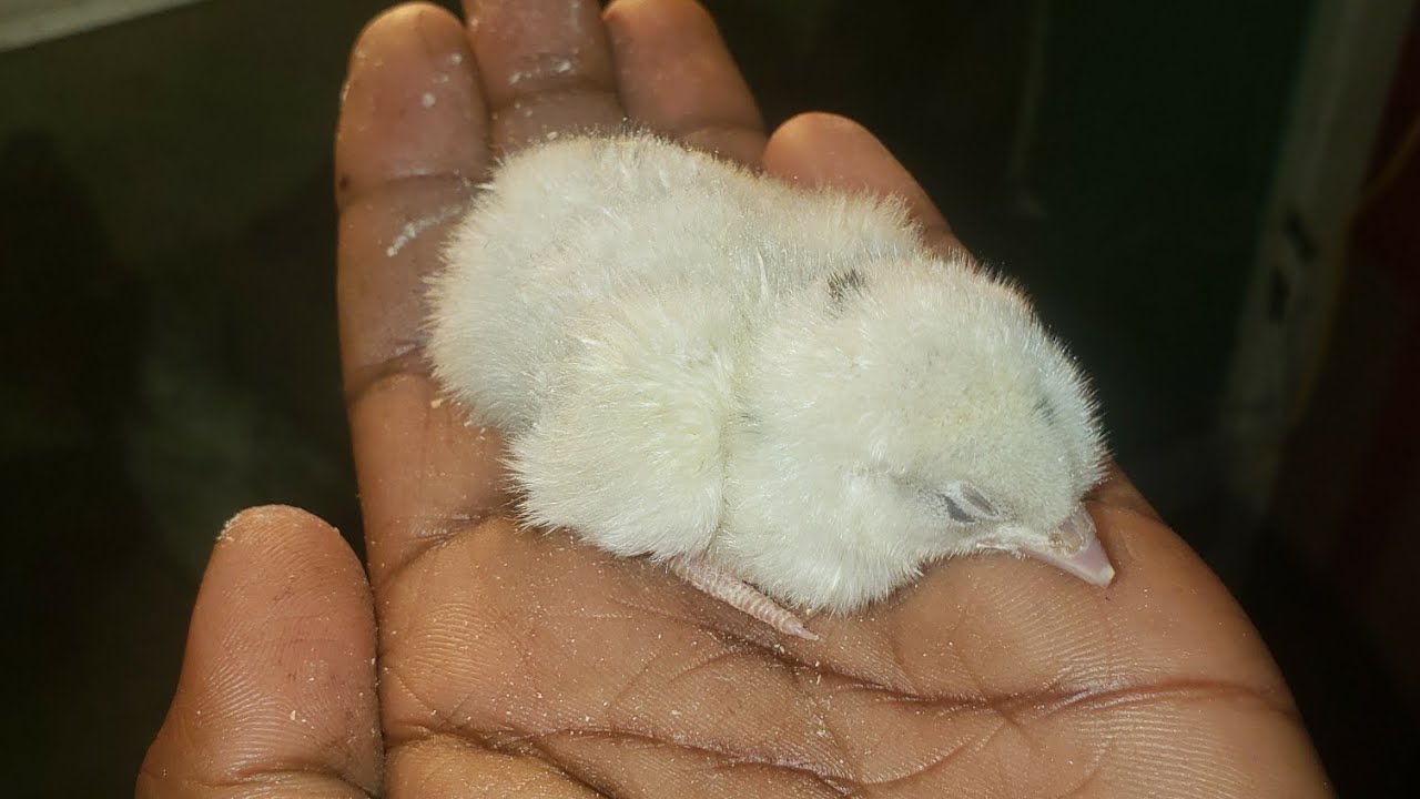 How to hatch eggs at home//Egg hatching in old refregerator at home