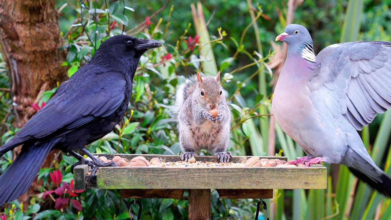 [NO ADS] Кино Для кошек и собак 😸 Птицы и белки посещают Birdtable 🕊️ птички для кошек