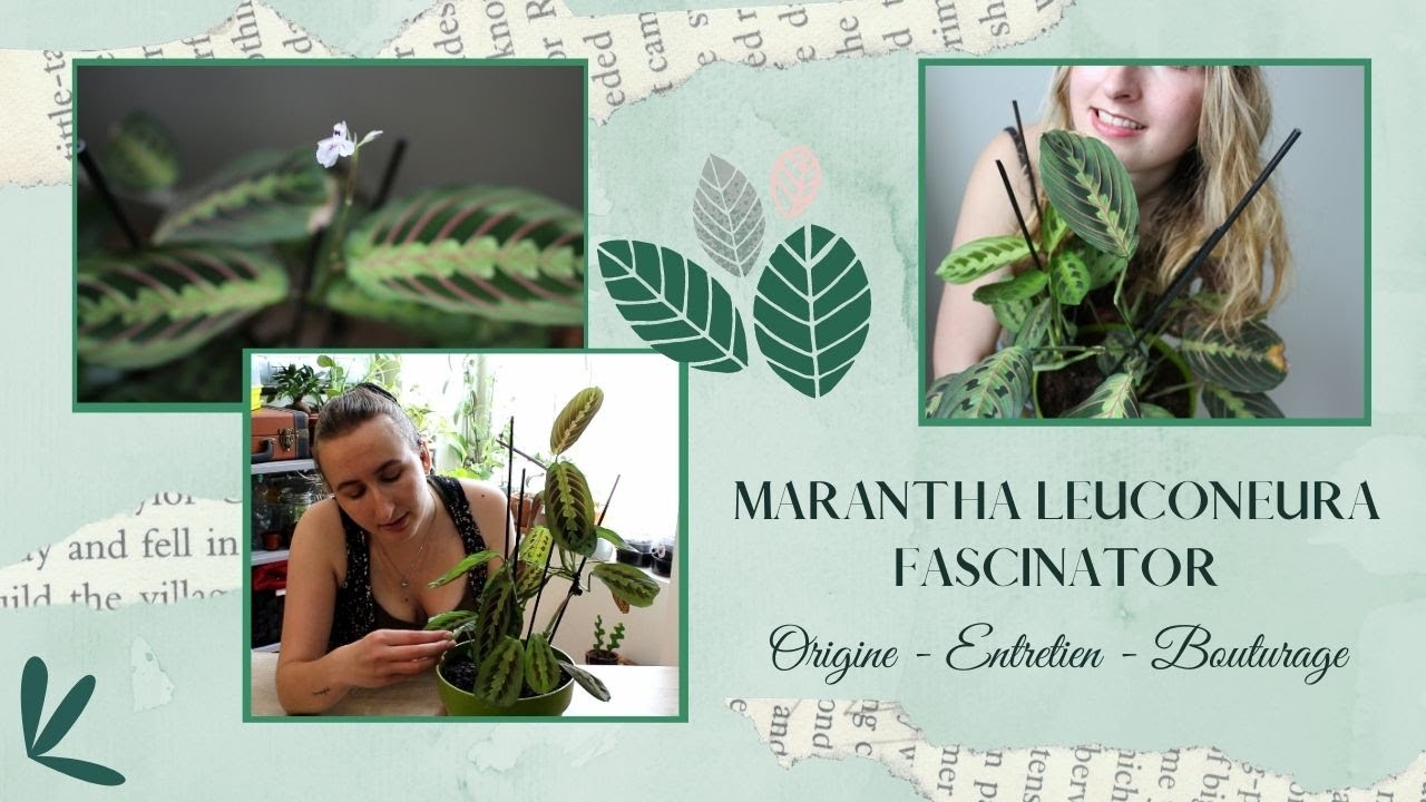 La Maranta Fascinator : Entretien & Bouturage [Thérapie Végétale]