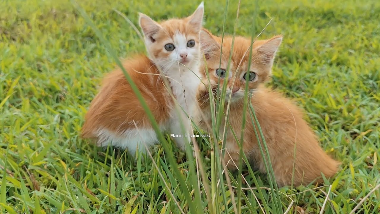 two kittens playing on the green grass ‼️bang fu animals