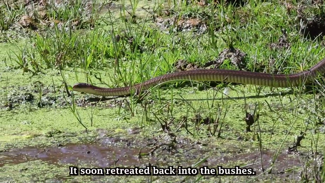 Бумсленг. Надежда.