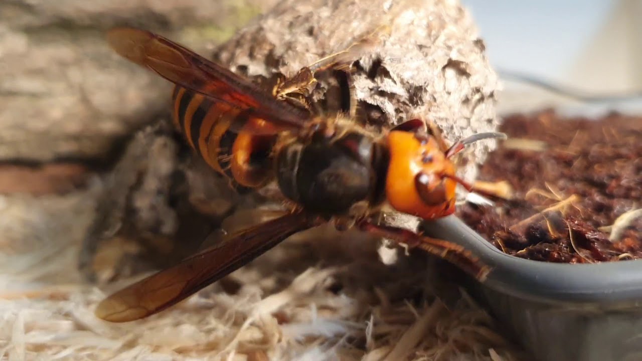 giant hornet sound