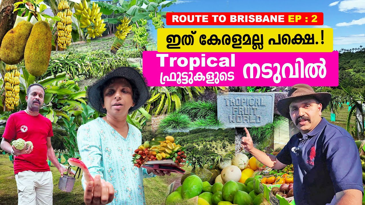 ഇത് കേരളമല്ല ഓസ്ട്രേലിയ ആണ്!Tropical fruit | Fruit Farm Australia #australia #farmtour