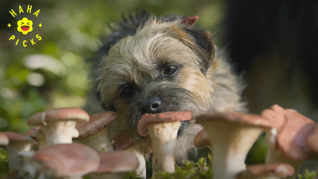 NEVER Give a Dog Magic Mushrooms | Strays