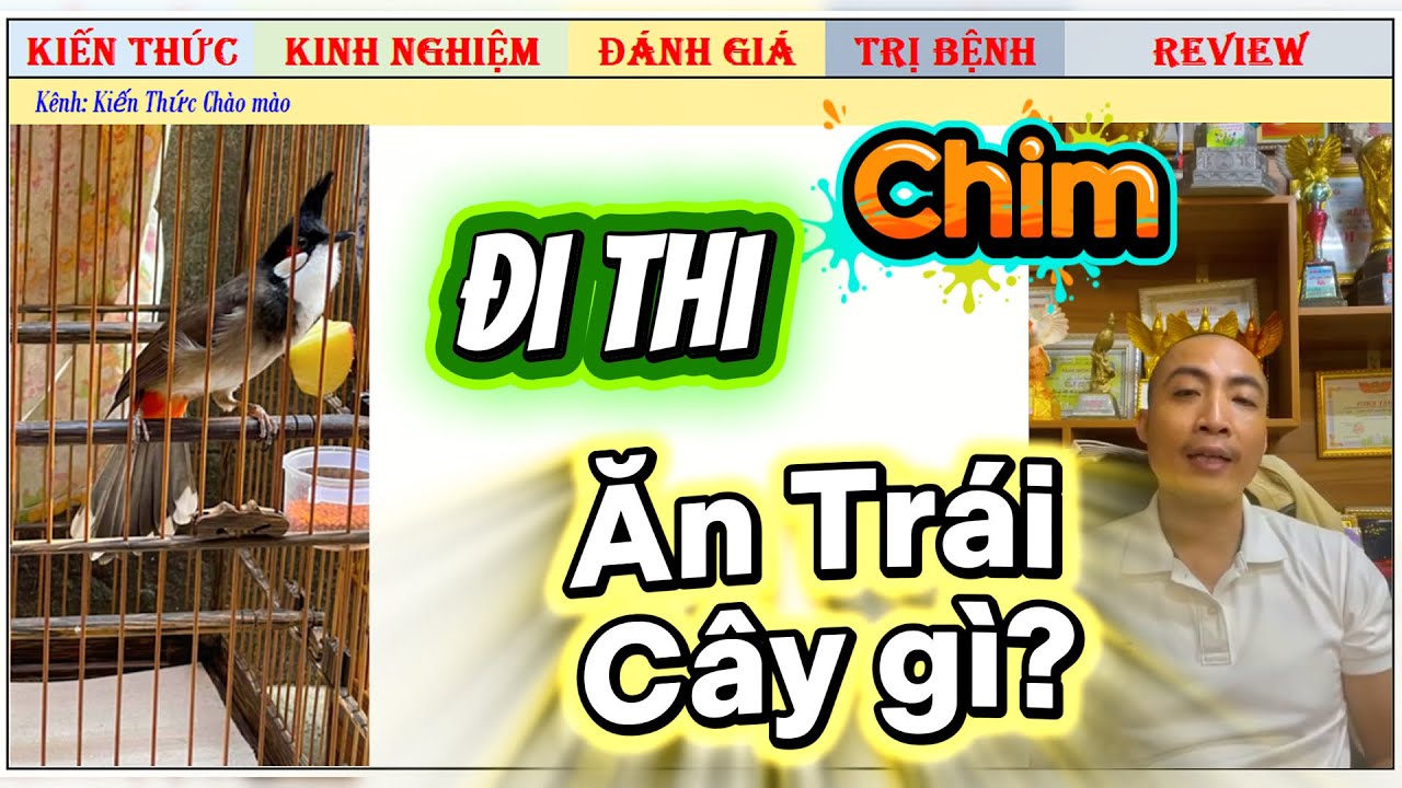 Trước khi đi Thi cho ăn 1 miếng Đu đủ và 10 con cào cào thì có hợp lí không?