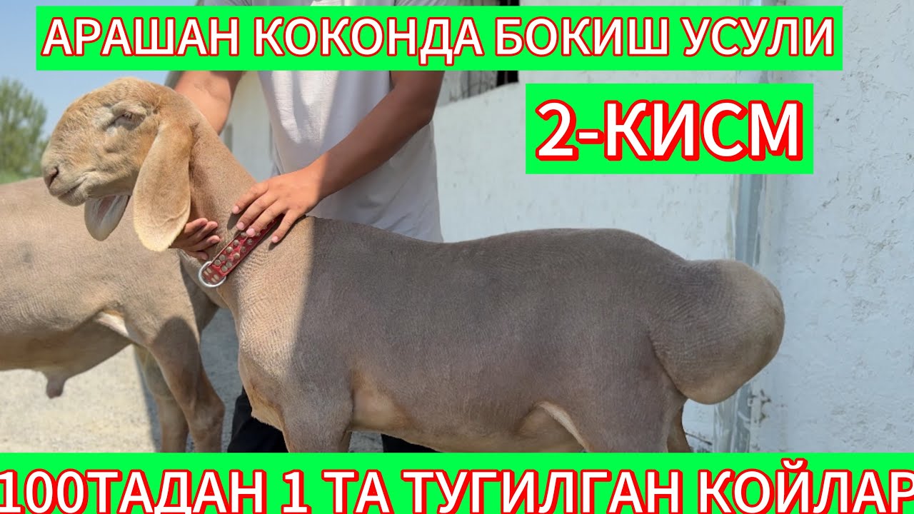 АРАШАН КОКОНДАМИЗ АСРОРЖОН х/з #арашанская_порода #uzbekistan #animals #farming 