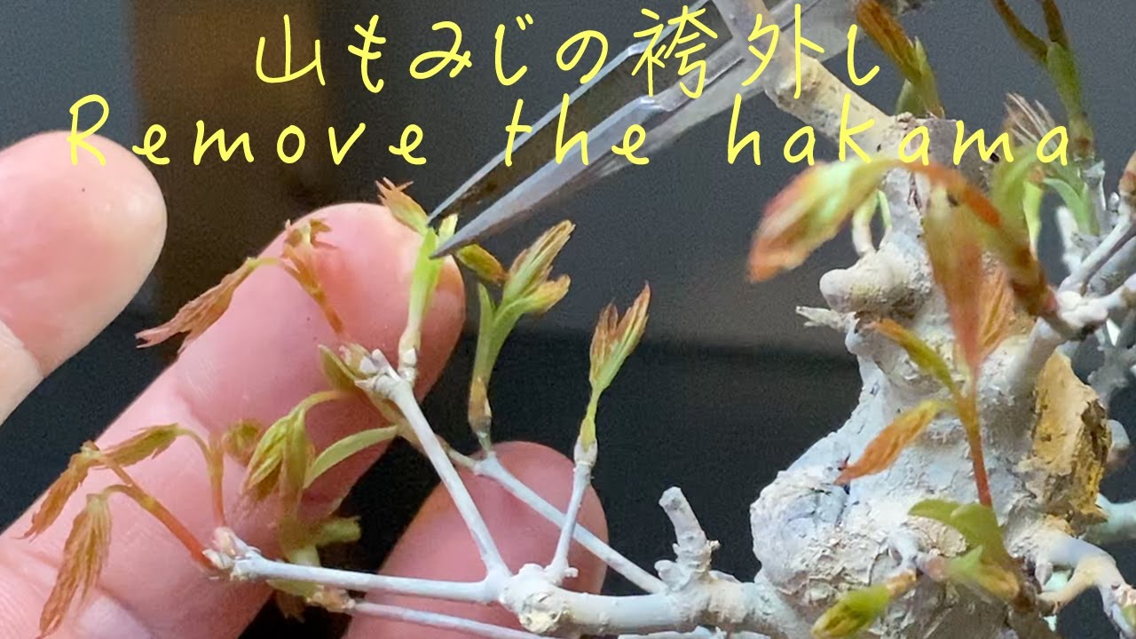 Yamamomiji 山もみじの袴外し Remove the hakama