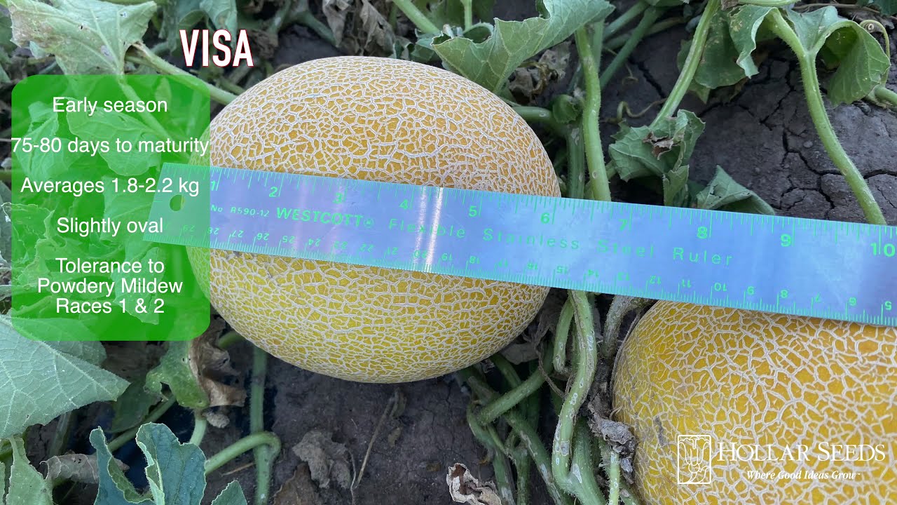 Hollar Seeds Branded Galia Melons