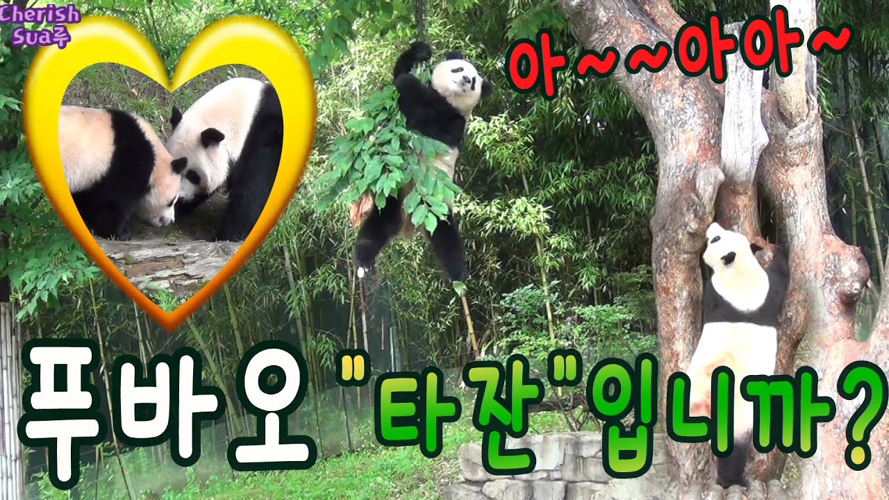 [푸덕이CAM] 해외토픽감! 나무에서 줄타고 내려오는 푸바오 😂 엄마는 조마조마 (최소천재! FuBao 