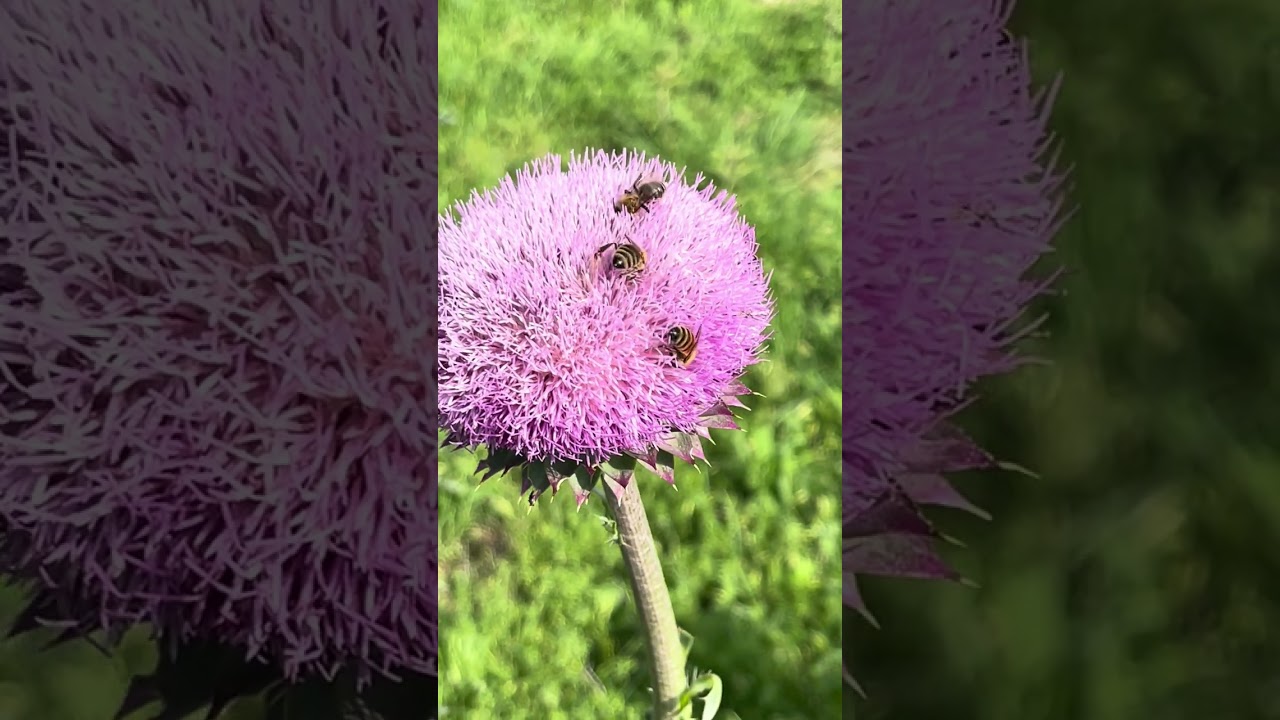 Bees on nodding thistle
