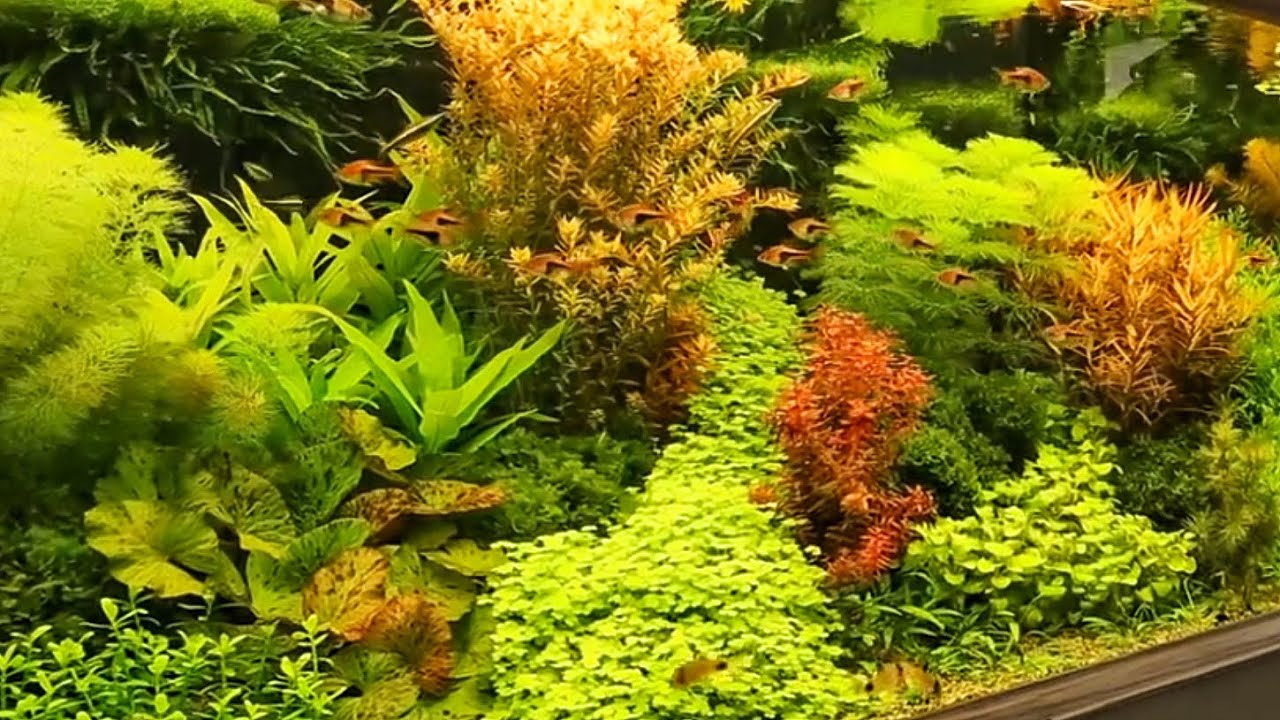 MIND-BLOWING DUTCH AQUASCAPES!!