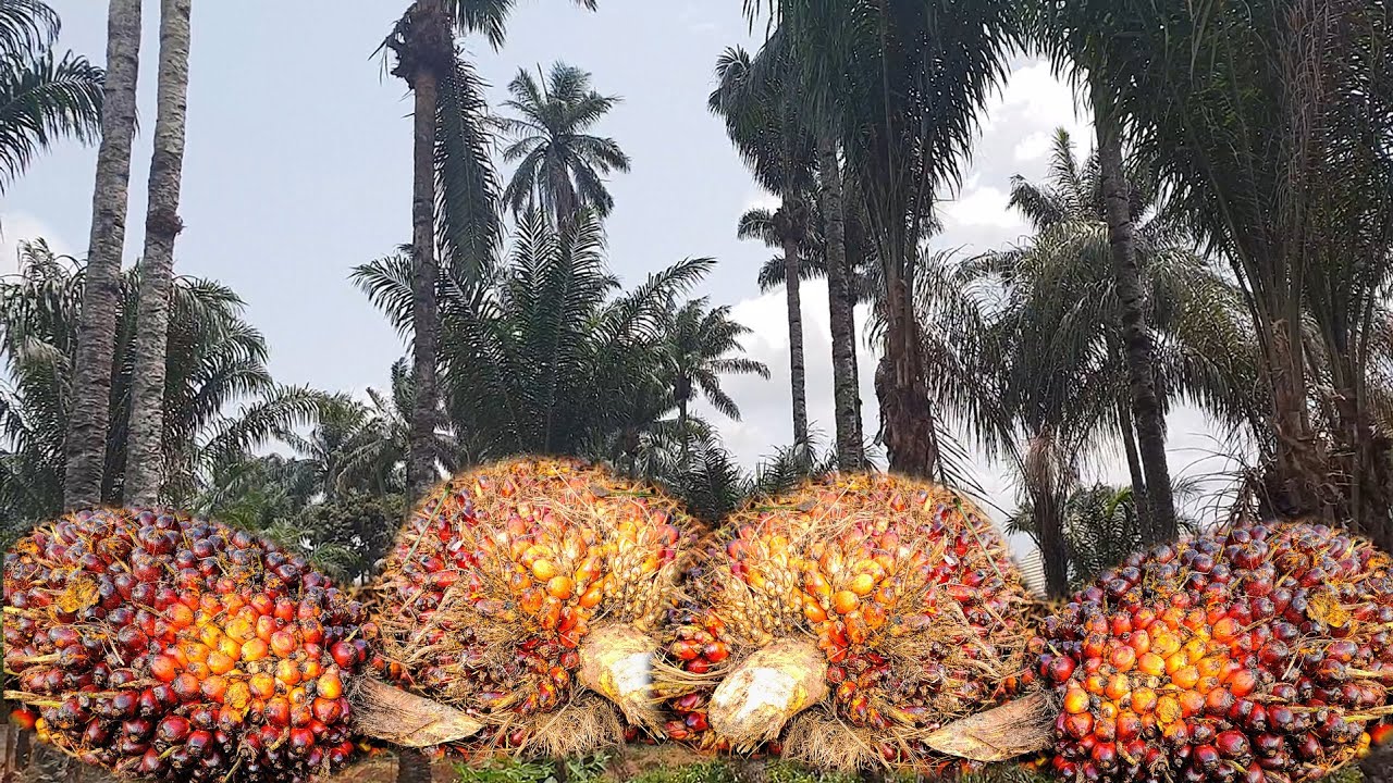 The TRUTH About PALM OIL Production in Nigeria | Flo Chinyere