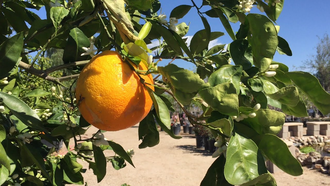 Best watering practices for your citrus tree