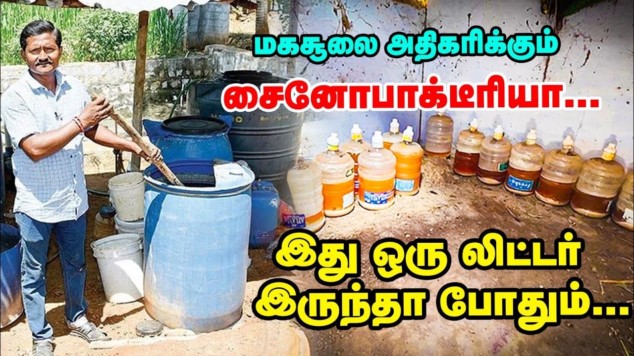 சைனோ பாக்டீரியா: இது ஒரு லிட்டர் இருந்தா போதும்... மகசூலை அதிகரிக்கலாம் | Pasumai Vikatan