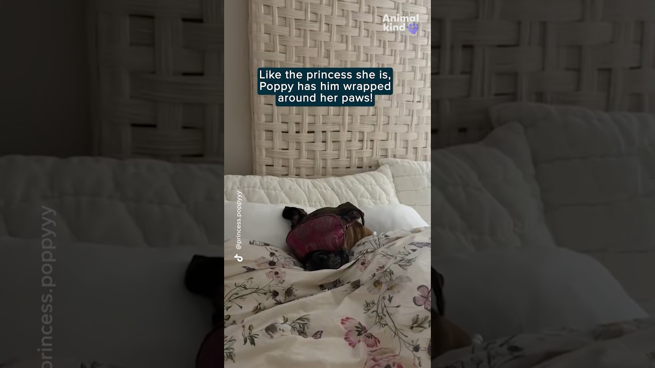 This dog won't go to bed without her bedtime ritual of being tucked in!