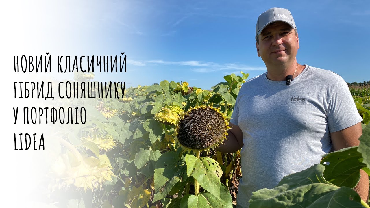 🌻ЕС Агора - новий класичний гібрид у портфоліо Lidea