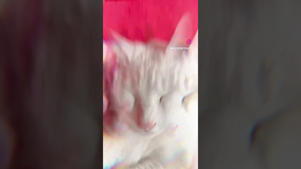 Disturbing my cat sleeping. #cat #pet #sleepingcat #cutecat #catstagram #catsoftiktok #catvideos
