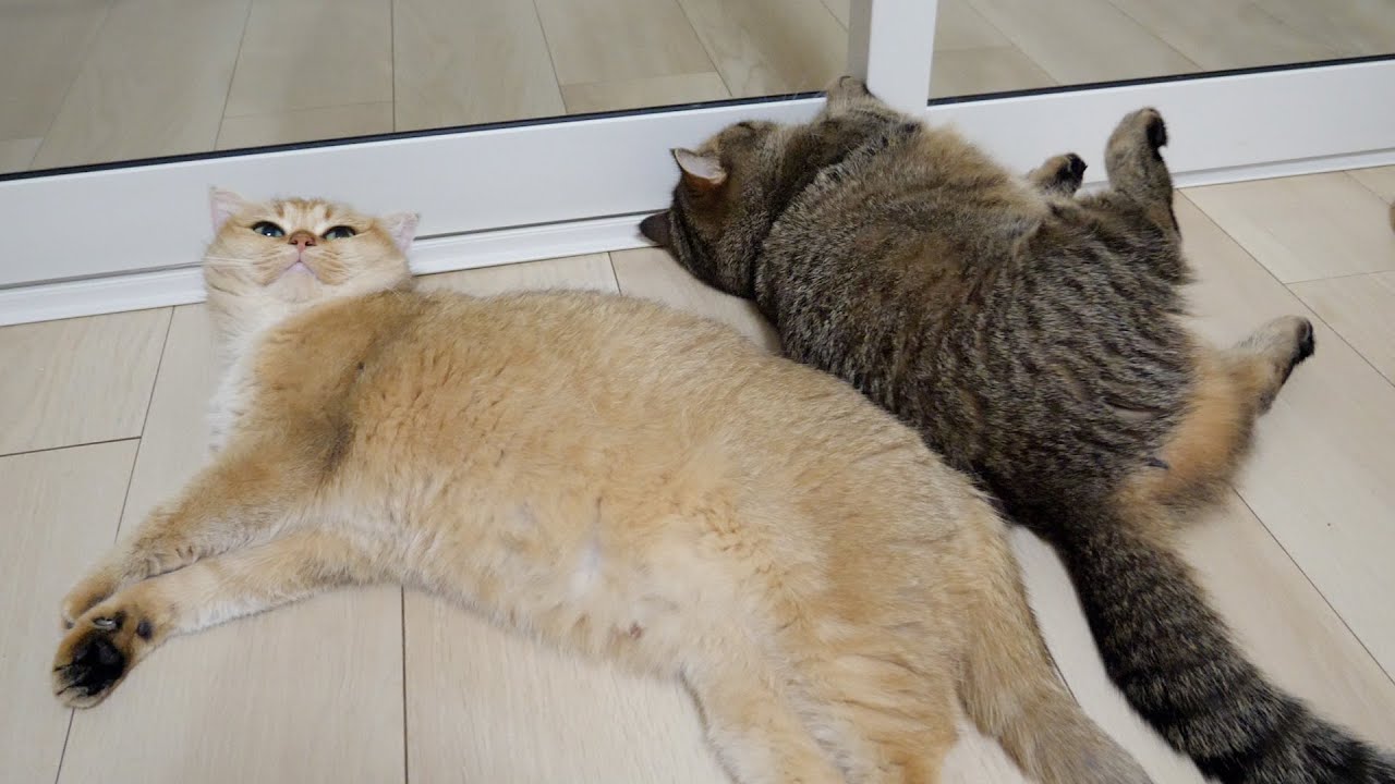 Although cat Lili is mother, she is still the daughter of cat Mimi...
