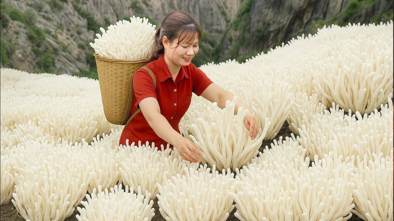 Colheita de Cordyceps Dourados na Montanha | Vendendo Nômade no Mercado da Vila