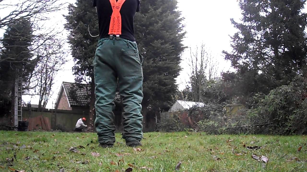 Conifer Tree Felling, Essex