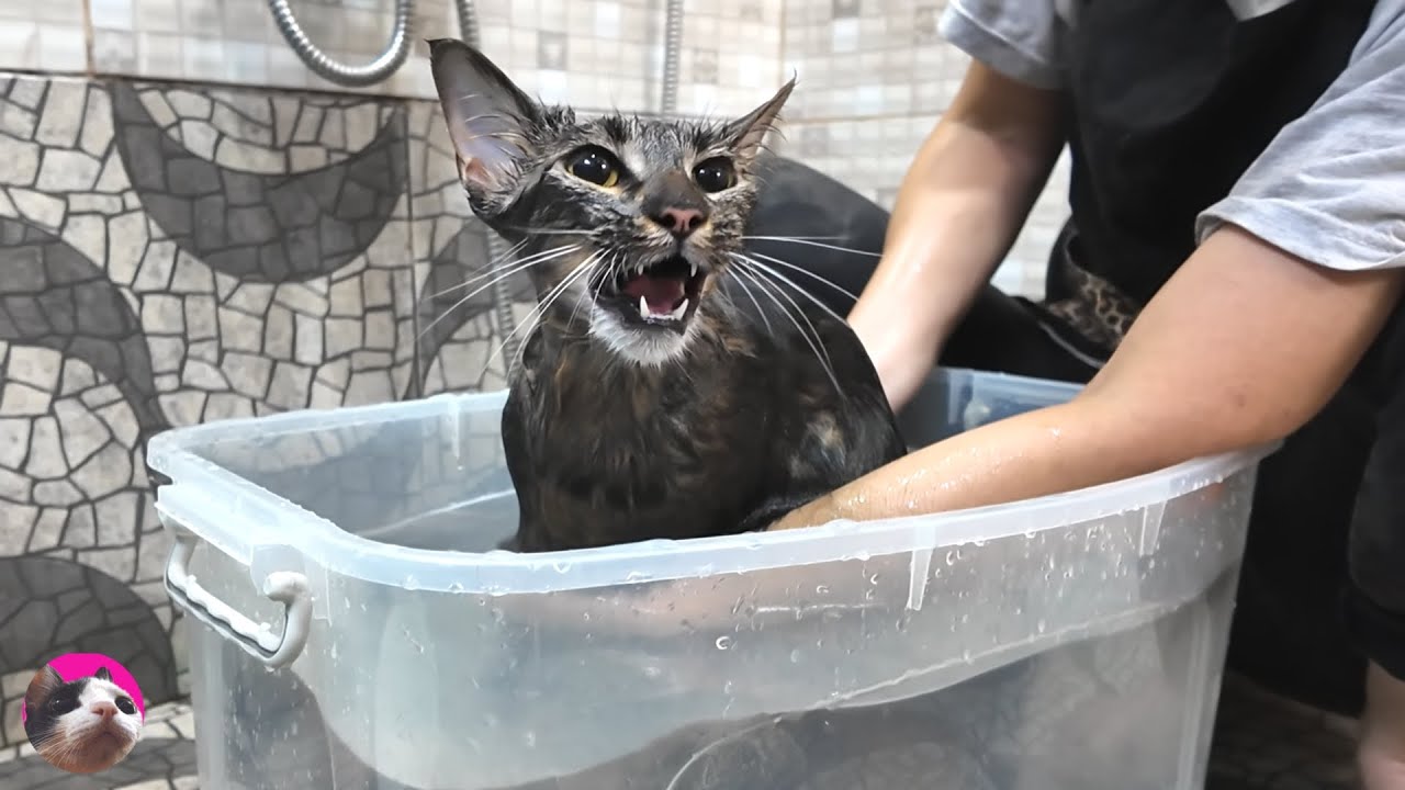 Ванна кошки, полная блох, закончилась криками и хаосом