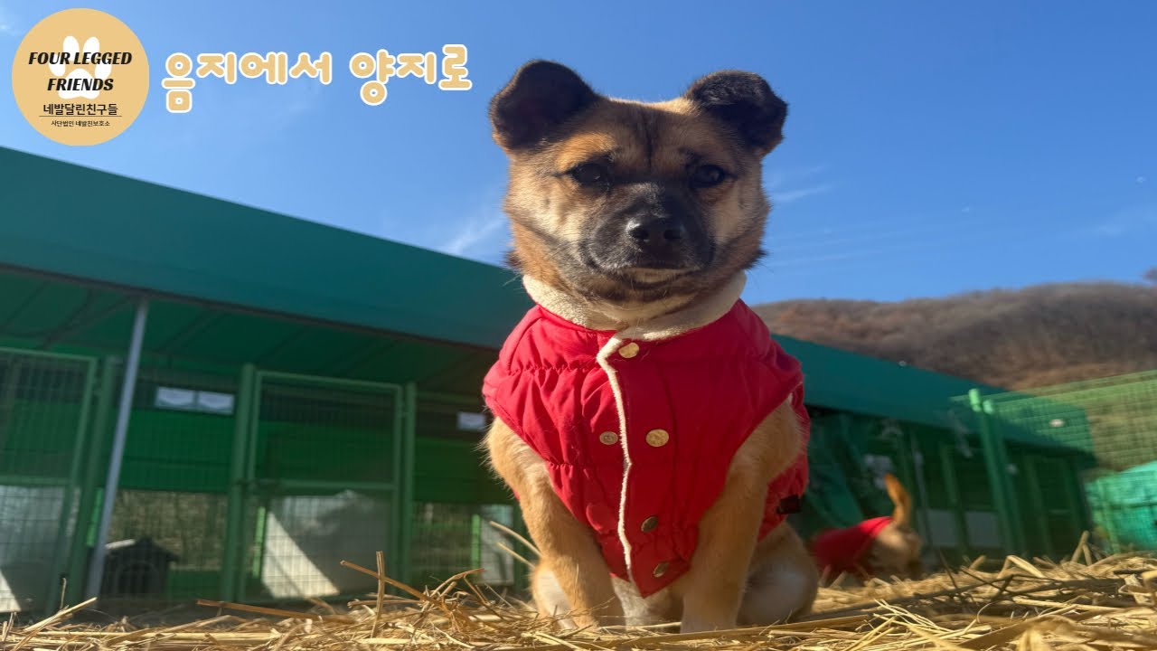 다가오는 한파 네발친 친구들의 한파대비!👕