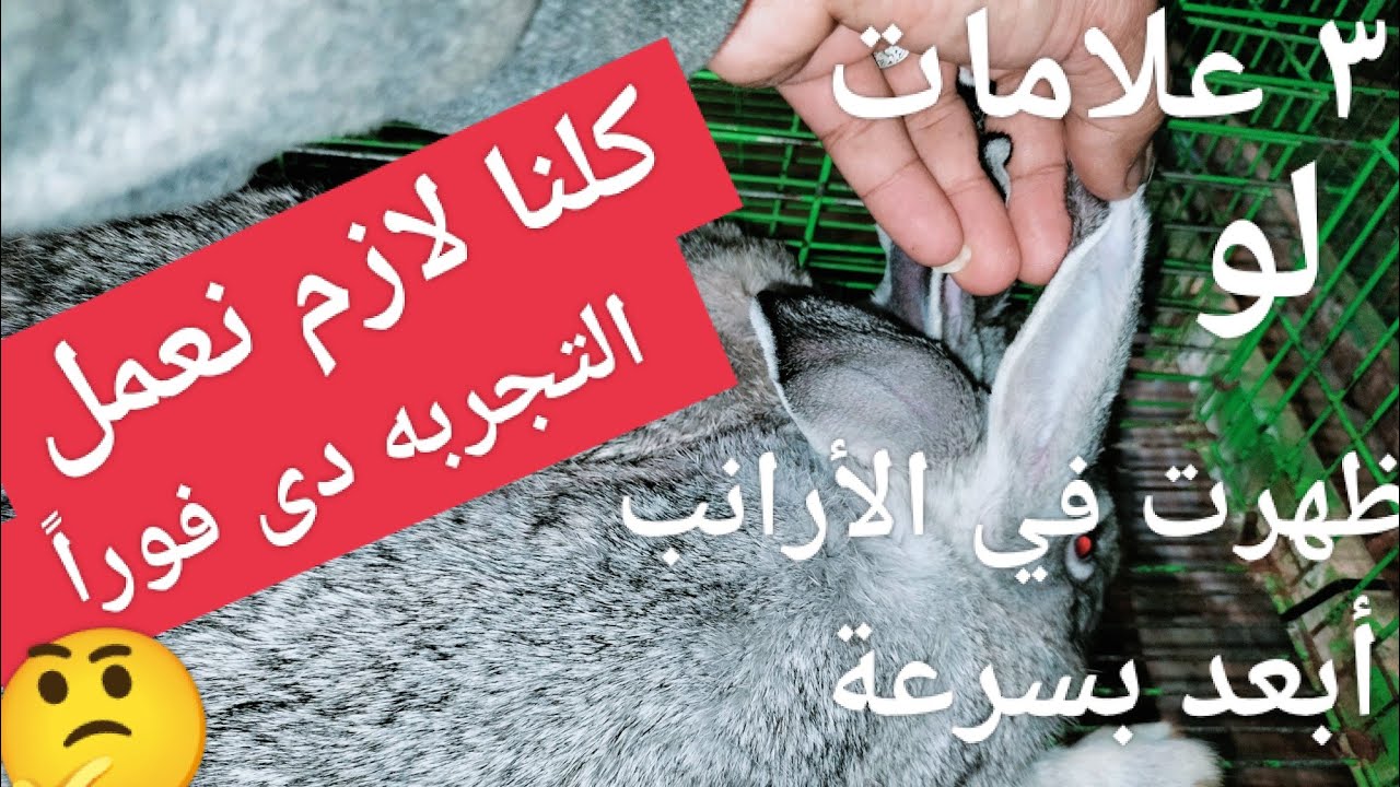 لازم تعمل التجربة دى ٣ علامات لو ظهرت في الأرانب هتعرفك ١٠٠% أن الأرنب مريض استبعده فوراً 👍