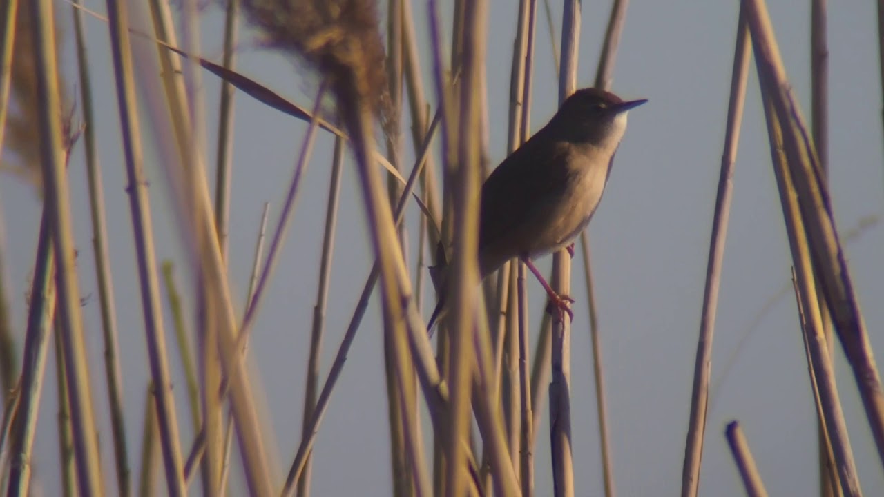brzęczka (Locustella luscinioides)