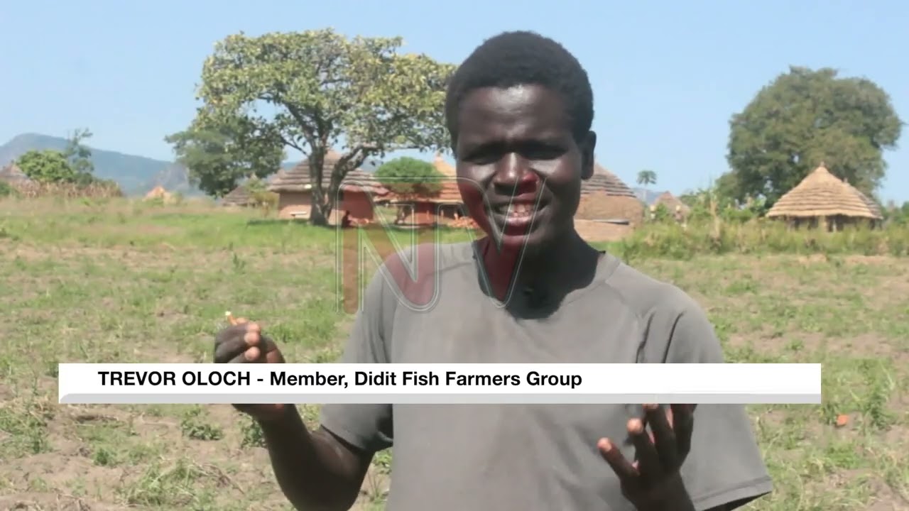 Fish farming projects are improving community livelihoods in karamoja