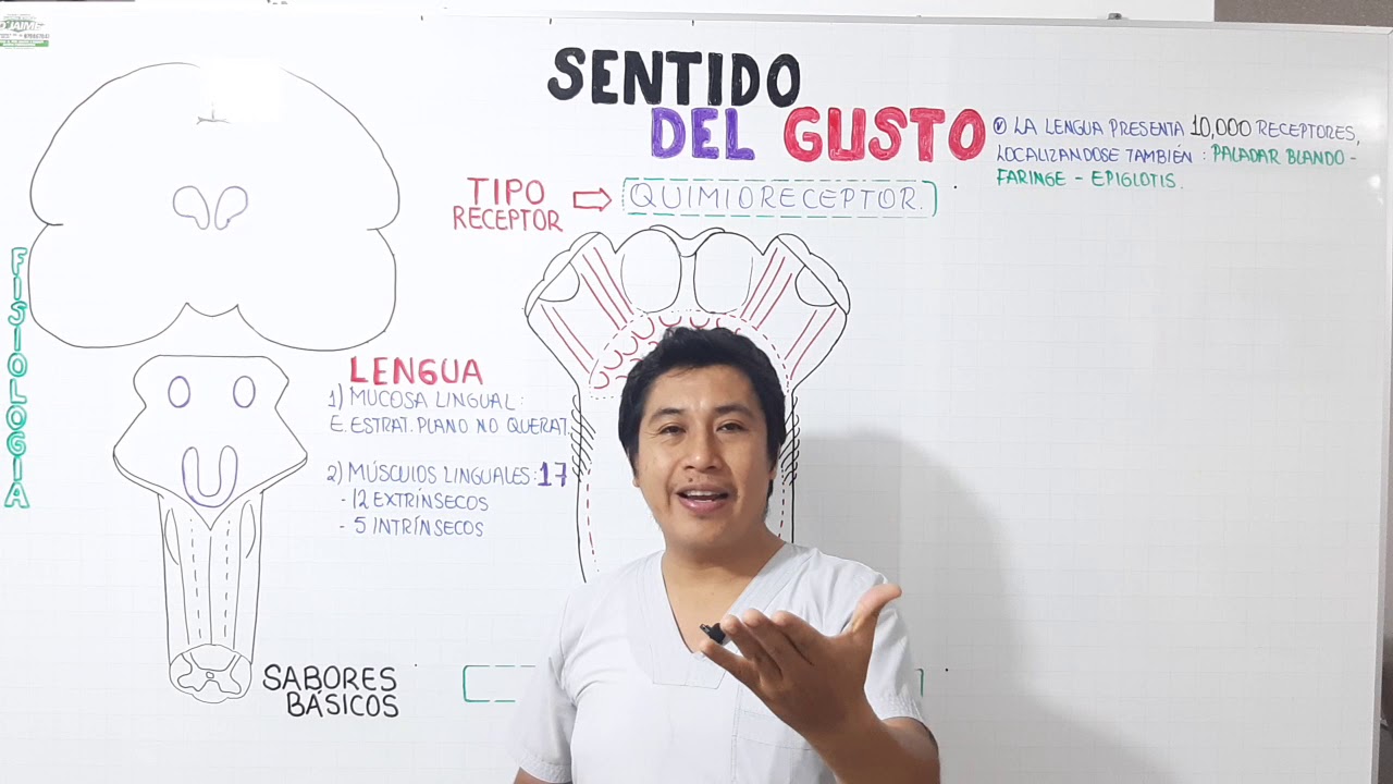CLASE 05: SENTIDO DEL GUSTO Y OLFATO parte 1